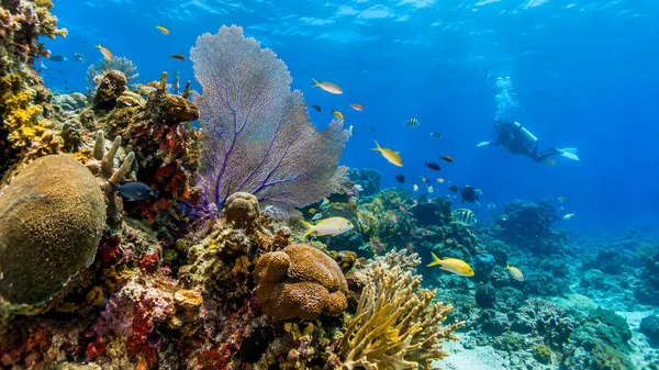 Colombia Reef