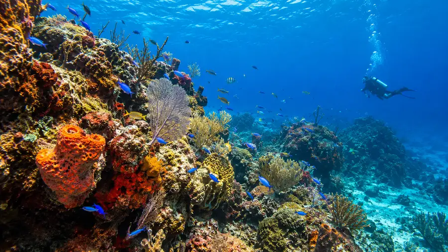 Palancar Gardens & Horseshoe: Cozumel Dive Site Overview