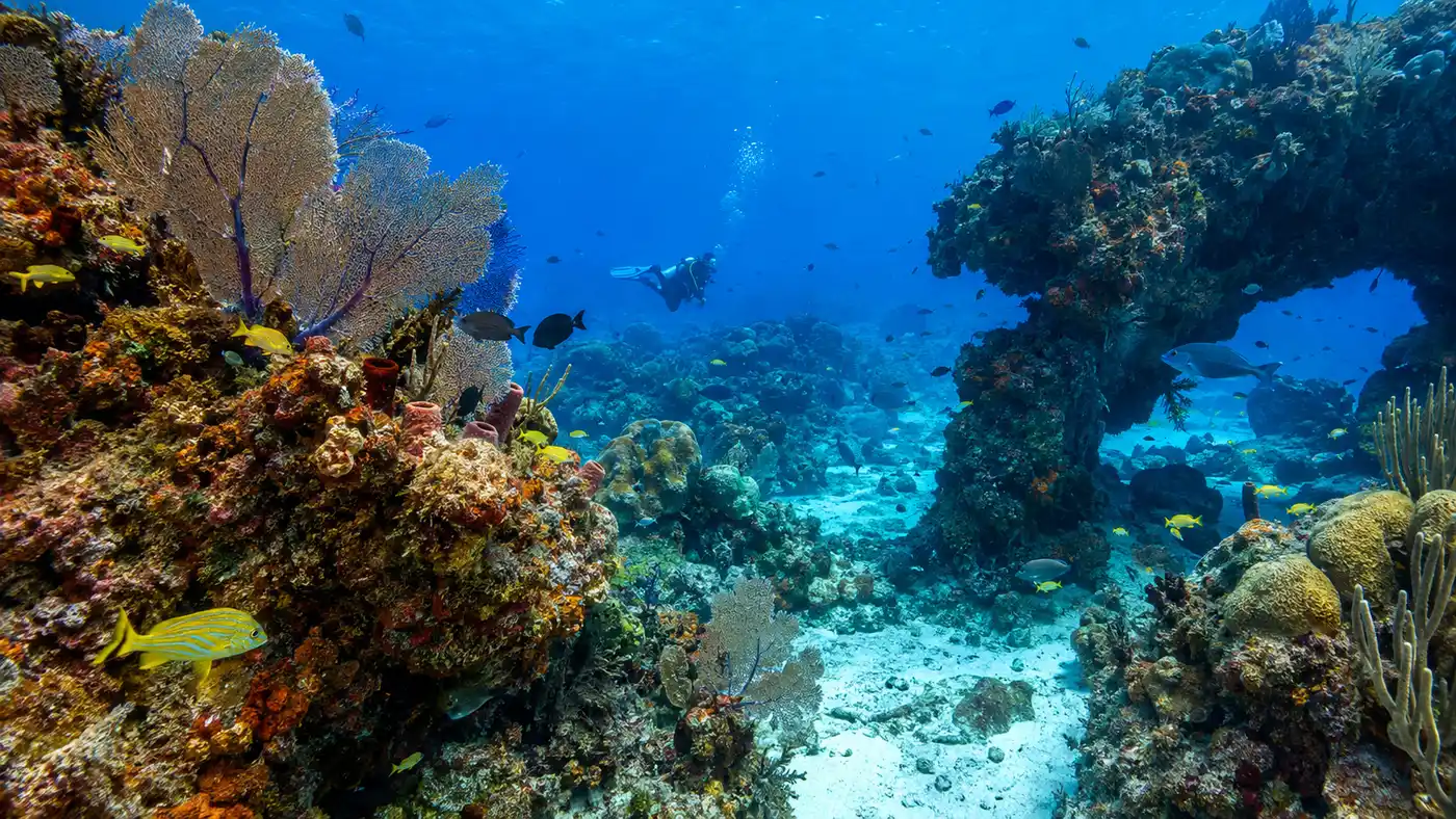 Palancar Gardens & Horseshoe: Cozumel Dive Site Overview