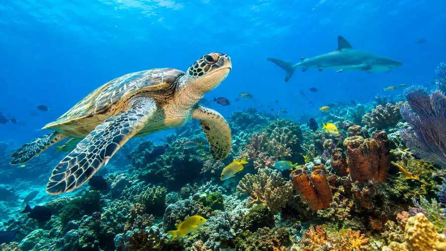 Palancar Reef Marine Life: Fish, Sea Turtles & Reef Sharks