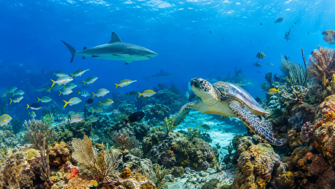 Palancar Reef Marine Life: Fish, Sea Turtles & Reef Sharks
