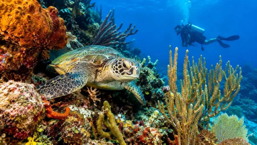 Palancar Reef Scuba Diving: Dive Sites, Depths & Operator Guide
