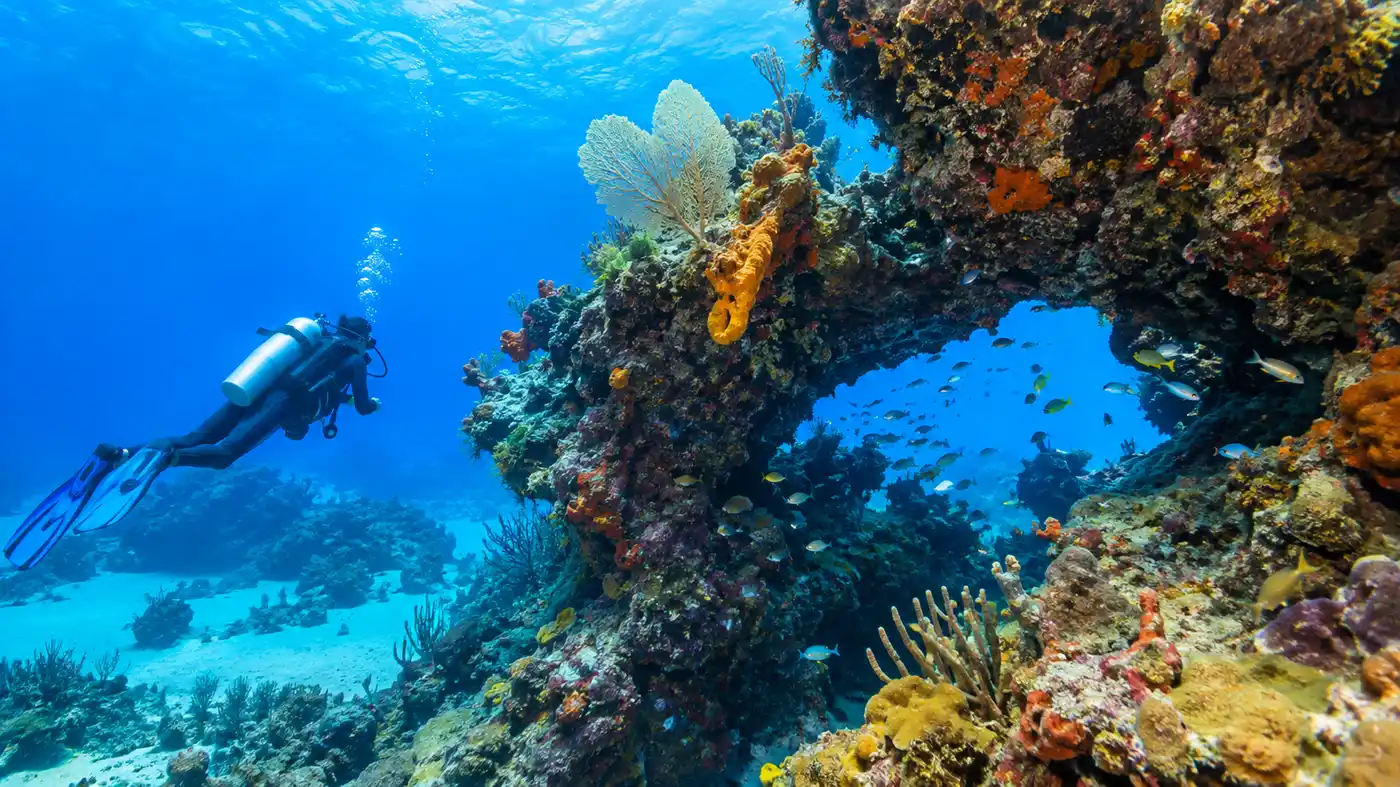Palancar Reef Scuba Diving: Dive Sites, Depths & Operator Guide