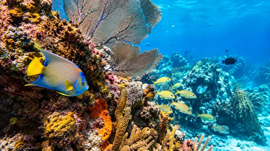 Palancar Reef Snorkeling Guide: Tours, Costs & What to Expect