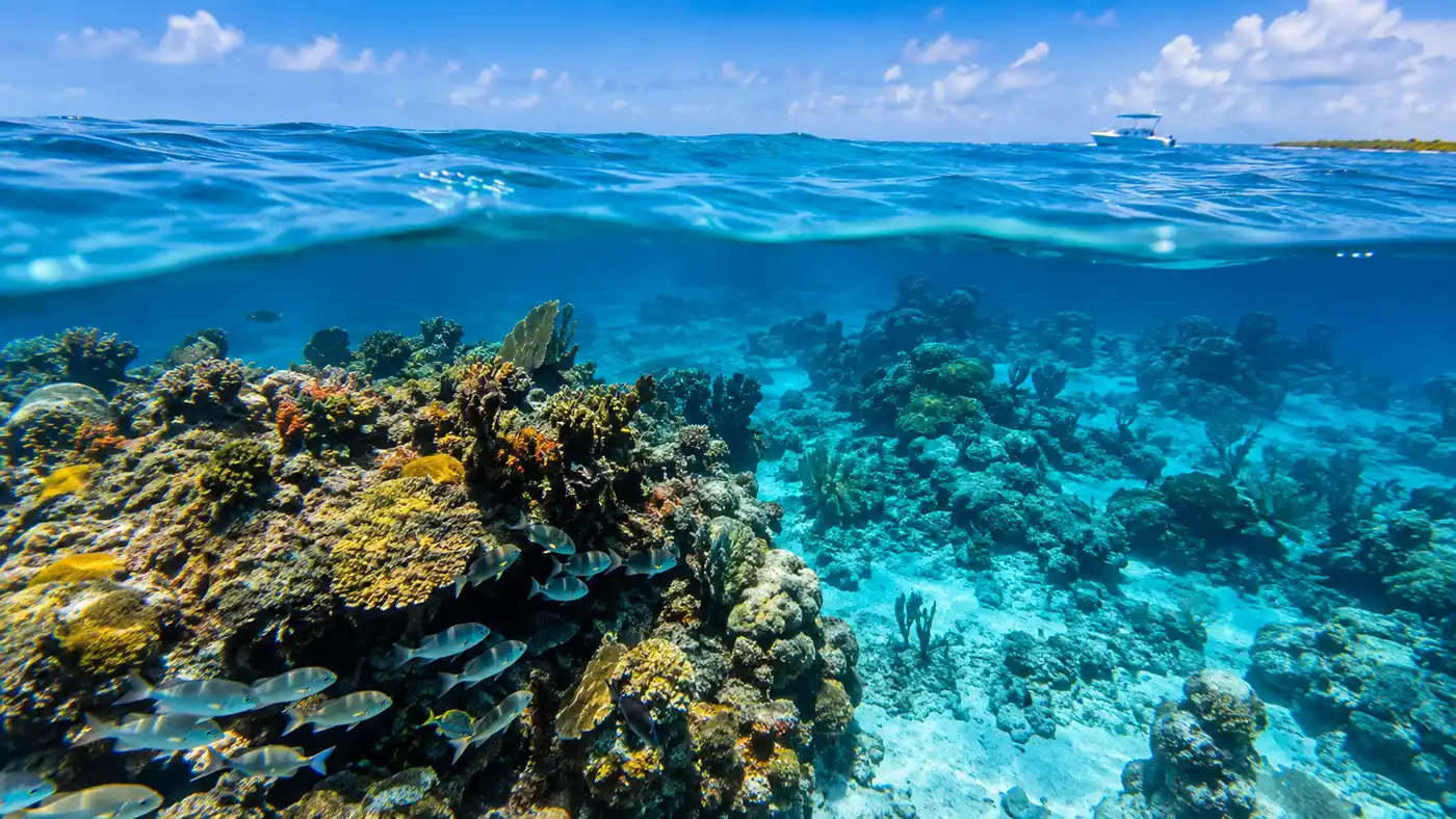 Palancar Reef Snorkeling Guide: Tours, Costs & What to Expect