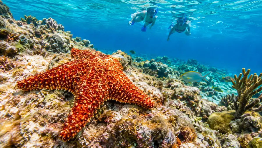 El Cielo Starfish Sanctuary & Palancar Reef Snorkel Tours