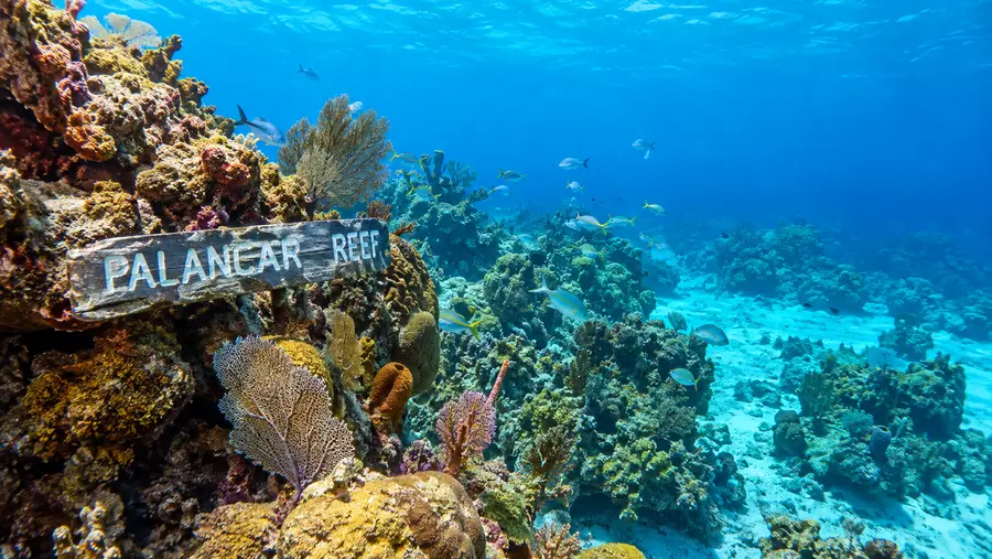 palancar reef